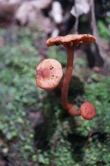 Lactarius strigosipes