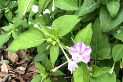 Mirabilis jalapa