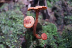 Lactarius strigosipes
