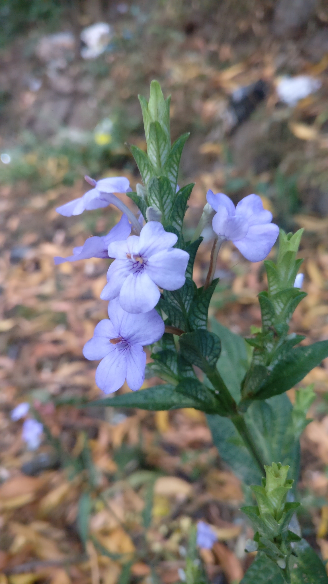 Eranthemum pulchellum