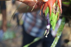 Tillandsia punctulata