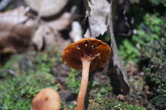 Lactarius strigosipes