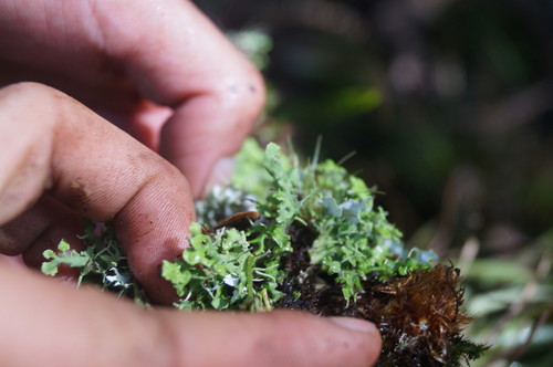Cladonia ceratophylla image