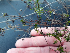 Wahlenbergia pyrophila
