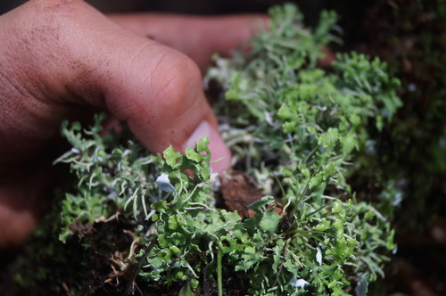 Cladonia ceratophylla image