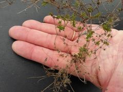 Wahlenbergia pyrophila