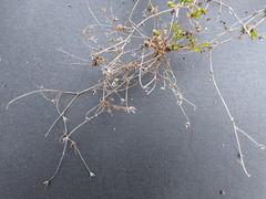 Wahlenbergia pyrophila