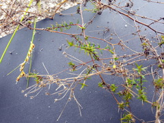 Wahlenbergia pyrophila