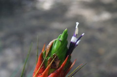Tillandsia punctulata