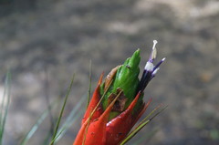 Tillandsia punctulata