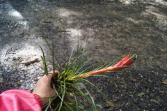 Tillandsia punctulata