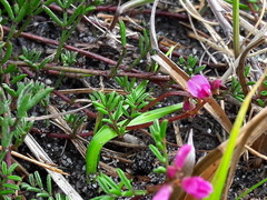 Indigofera sp16