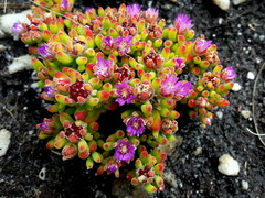 Drosanthemum stokoei