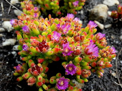 Drosanthemum stokoei