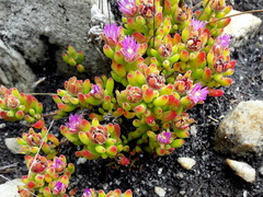 Drosanthemum stokoei