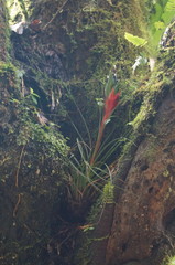 Tillandsia punctulata