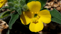 Camissoniopsis confusa