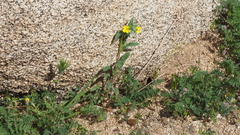 Camissoniopsis confusa