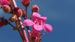 Penstemon clevelandii clevelandii