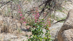 Penstemon clevelandii clevelandii