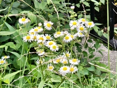 Erigeron
