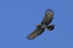 Southern Banded Snake Eagle photo 2