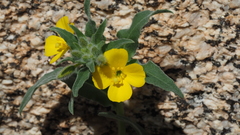 Camissoniopsis confusa