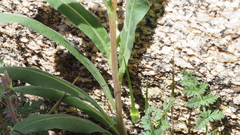 Camissoniopsis confusa