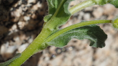 Camissoniopsis confusa