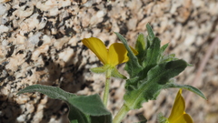 Camissoniopsis confusa