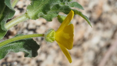 Camissoniopsis confusa