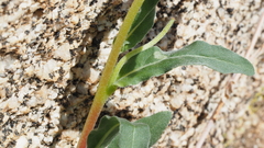 Camissoniopsis confusa