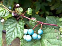 Ampelopsis glandulosa heterophylla