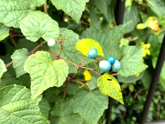 Ampelopsis glandulosa heterophylla
