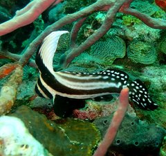 Eques punctatus