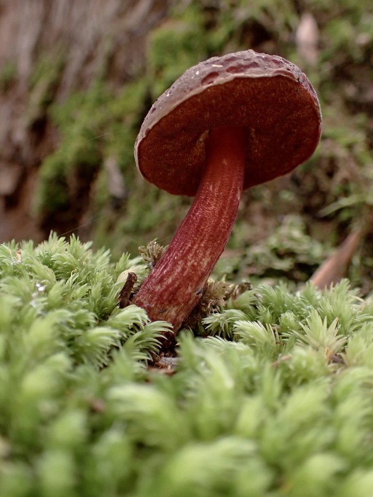 Boletus tasmanicus