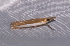 Crambus quinquareatus
