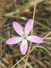 Dianthus strictus