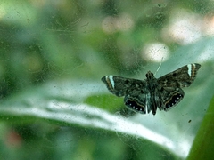 Eugauria albidentata