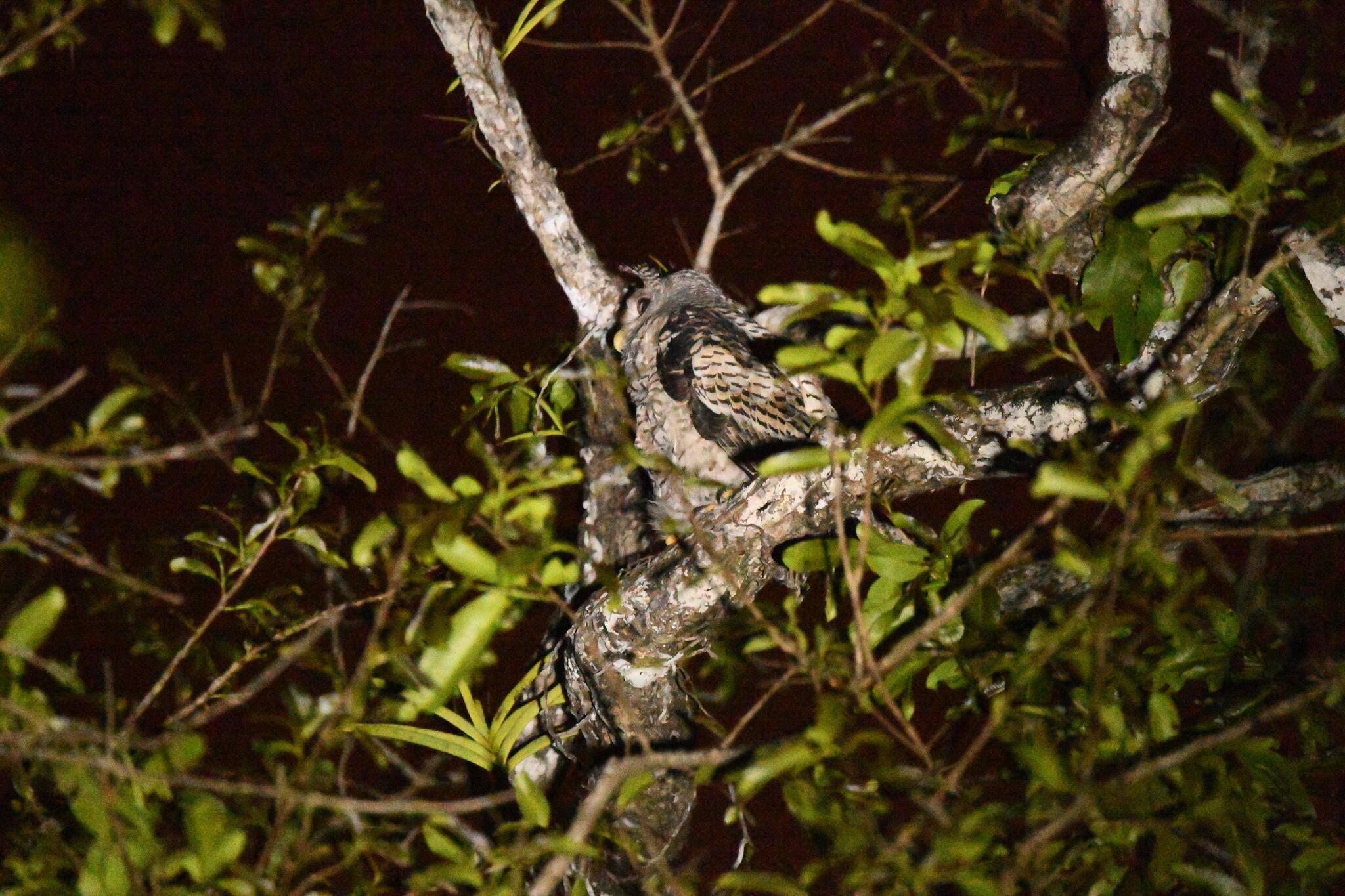 Spot-bellied Eagle-Owl