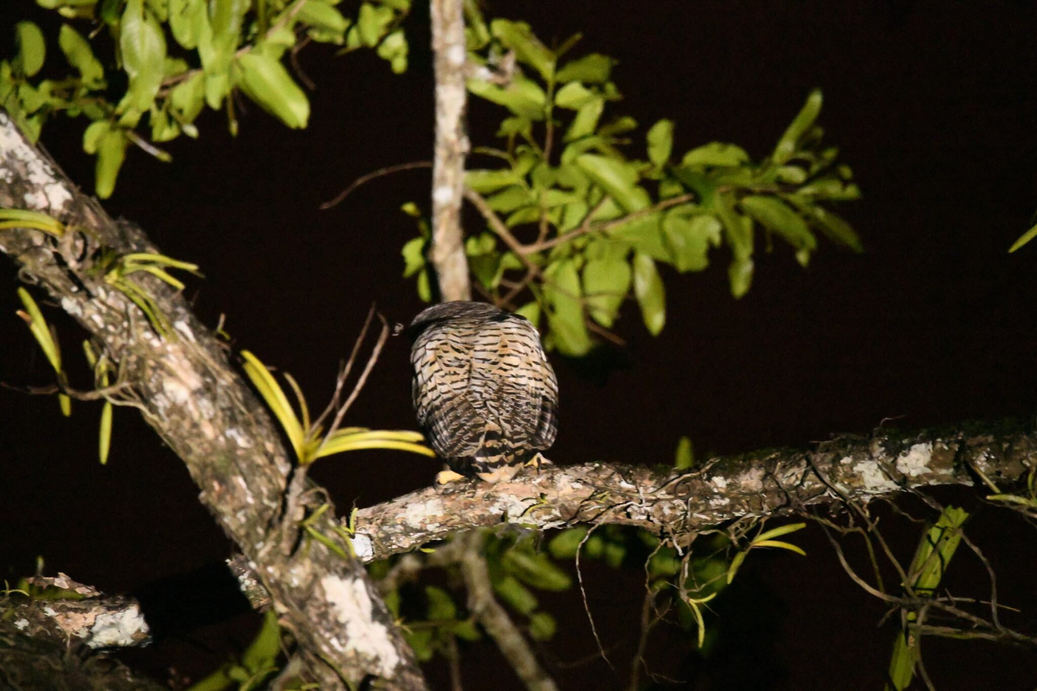 Spot-bellied Eagle-Owl
