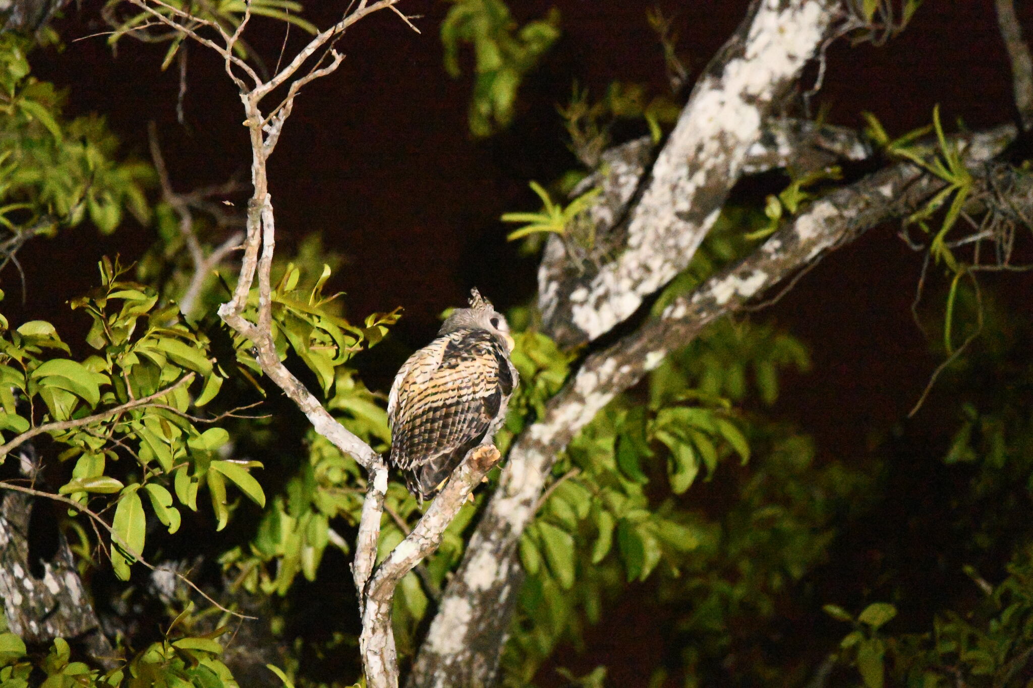 Spot-bellied Eagle-Owl