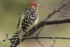 Trachyphonus erythrocephalus