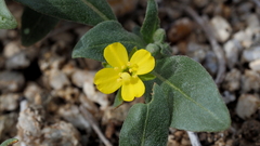 Camissoniopsis ignota