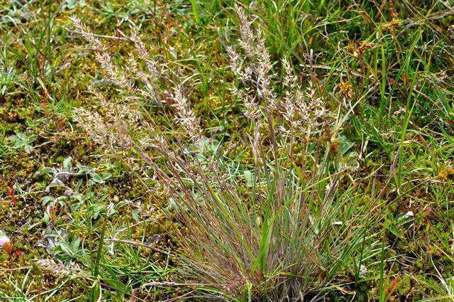 Silbergras (002 Spickzettel Poaceae) · iNaturalist