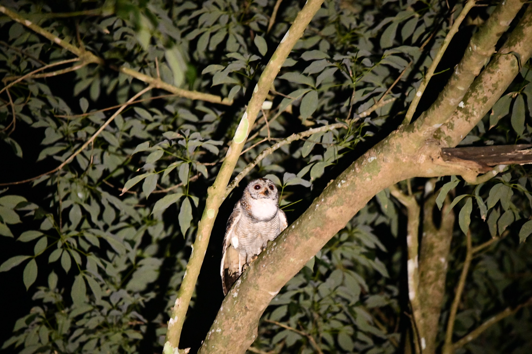 mottled wood owl