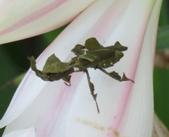 Phyllocrania paradoxa