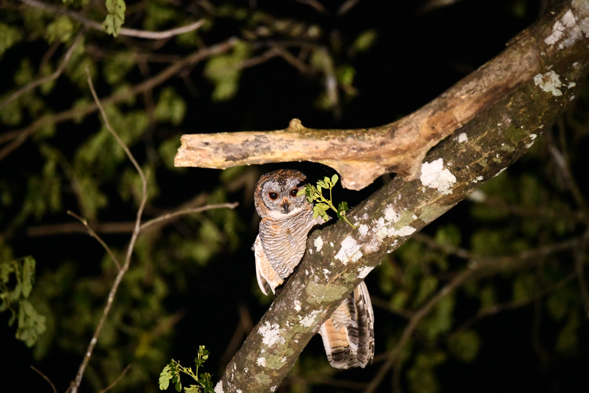 mottled wood owl