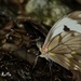 Mariposa Blanca Manchada - Photo (c) Antonio Robles, algunos derechos reservados (CC BY-NC-SA), subido por Antonio Robles