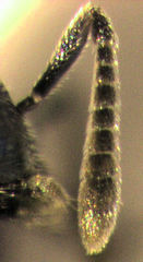 Psyllaephagus pilosus